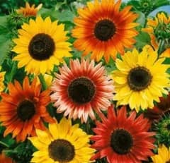 ひまわり　バラエティミックス　花の種