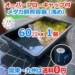 【GW明け値上】メダカ飼育ケース 60㍑黒x1個 オーバーフローキャップ付 トロ舟 メダカ飼育容器 めだか掬い 金魚屋外飼育水槽 水草 ビオトープ ホテイソウ 大雨対策  プラ舟 【約82cmx約51cmx約20.7cm】五色アクア