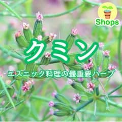 【ハーブの種】クミン☆ウマゼリ 種子 約200粒！