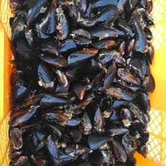 釣り餌に★「ムラサキイガイ７ｋｇ」★冷凍発送★イガイ カラス貝 ムール貝 釣りエサ 船釣り 磯釣り コブダイ釣り チヌ釣り クロダイ釣り フィッシング