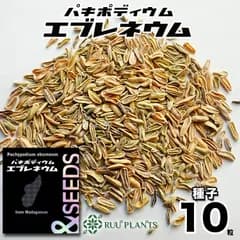 【10粒】パキポディウム・エブレネウム Pachypodium eburneum 種 塊根植物 種子 マダガスカル