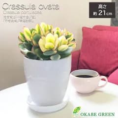 観葉植物 新生活 金のなる木 斑入り 5号 素敵な白い薔薇陶器鉢 鉢皿付 黄金花月