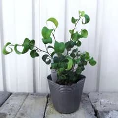 「フィカス・ベンジャミン・バロック」３号　クワ科　インド、東南アジア原産　Ficus benjamina barok