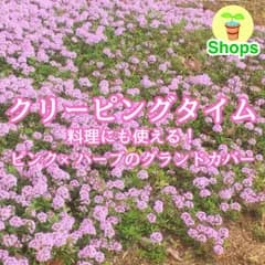 【ハーブの種】クリーピングタイム 花の種子 約300粒！多年草