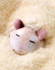 【ラッピング有】おがくずに埋もれて眠るハムスターのハンカチ〈ロボロフスキー〉
