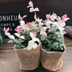 ポットごと　2個セット♡初雪カズラ♡ピンクと白♡寄せ植えに♡ガーデニング♡観葉植物