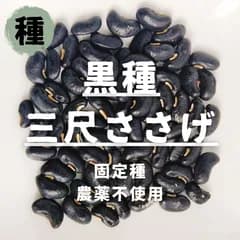 【種】ささげ　黒種三尺ささげ　農薬不使用　20粒