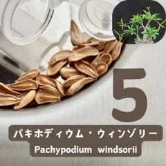 2月採種5粒 パキポディウム ウィンゾリー