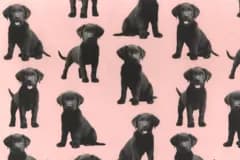 【ゆきちゃん限定】X2139 ラブラドール 子犬柄 ピンク コットン生地 1m