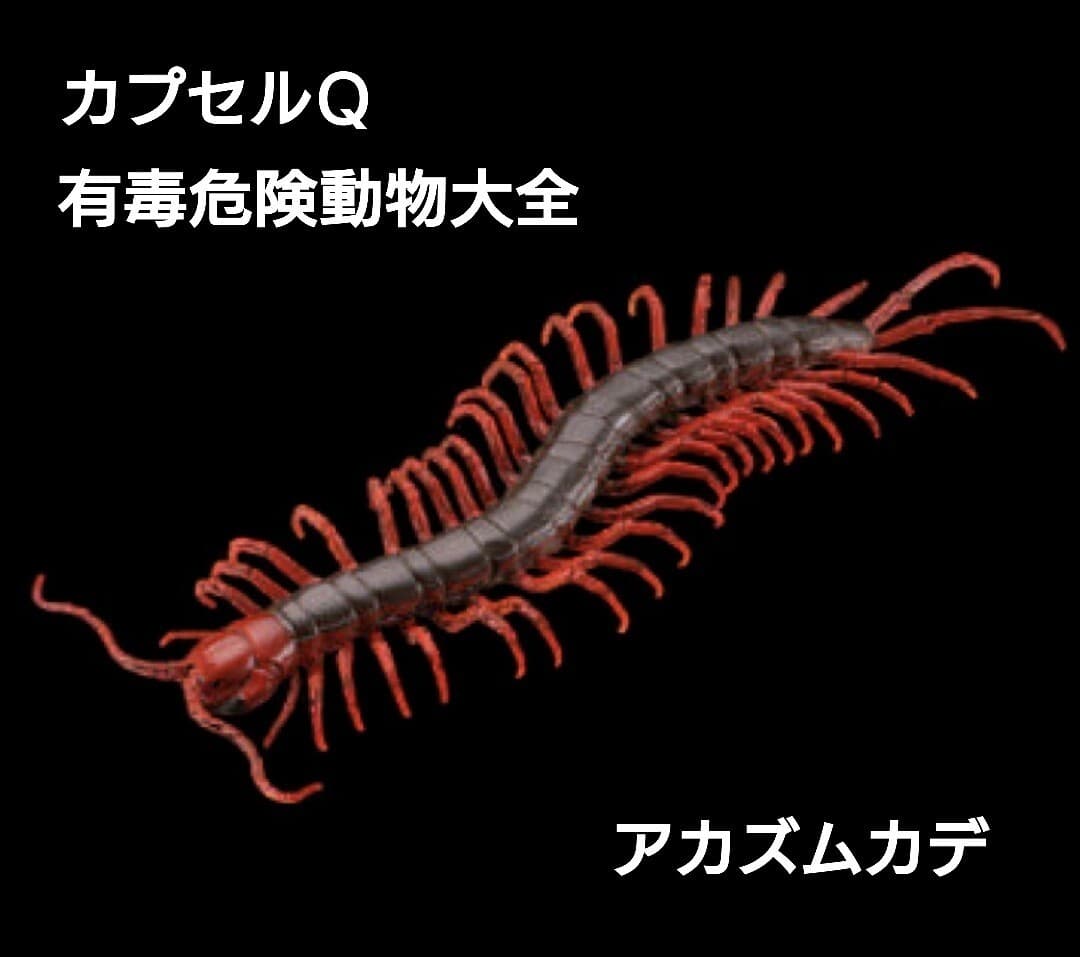 カプセルQ 有毒危険動物大全 アカズムカデ ムカデ 百足 昆虫 動物 生物 フィギュア 海洋堂 KAIYODO 新品袋未開封